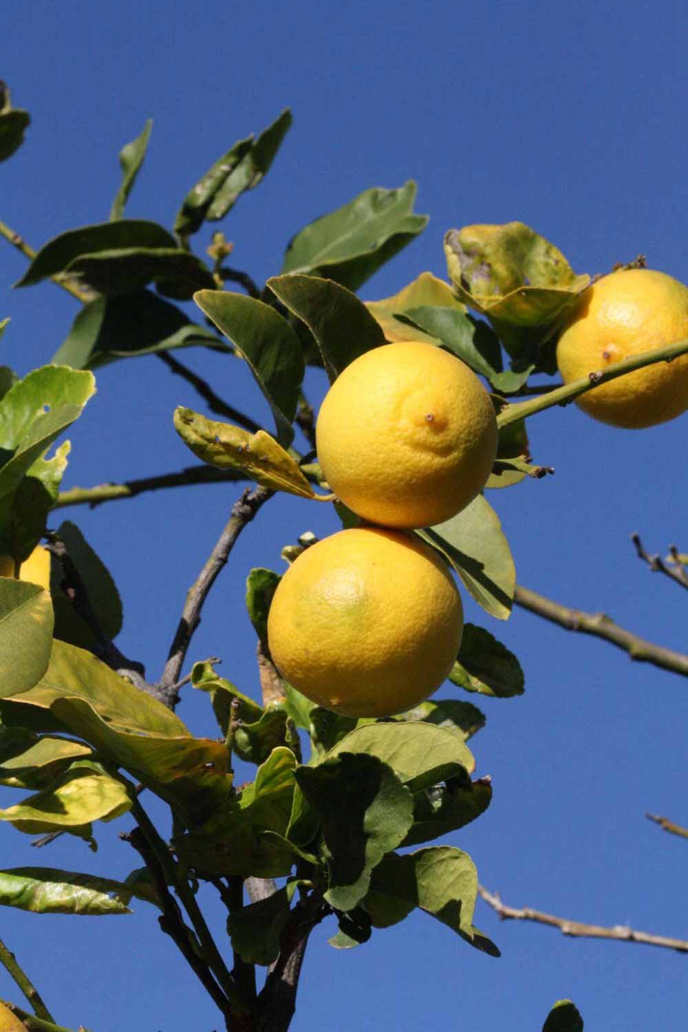              Fruit (Riverside, CA)       